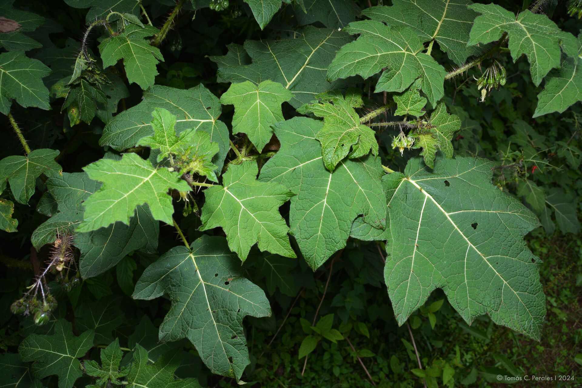 Solanum tenuispinum leaf