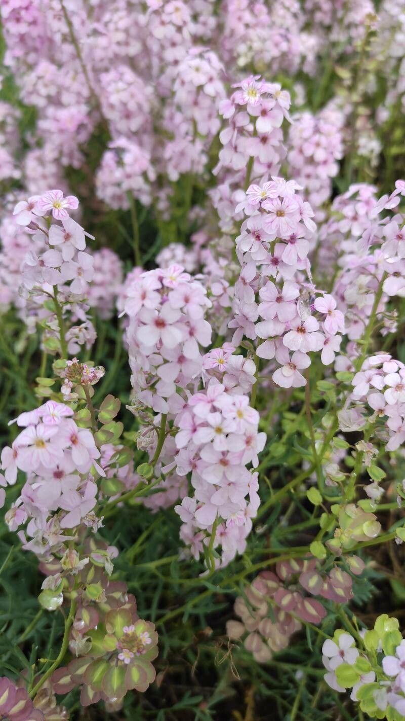 Aethionema speciosum flower