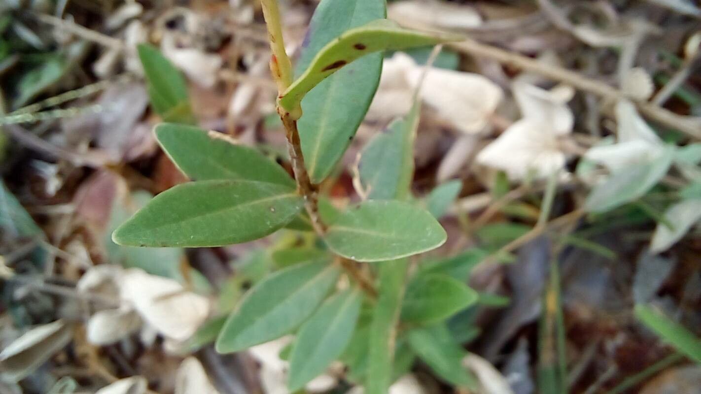 Eugenia cristaensis — houseplant care guide