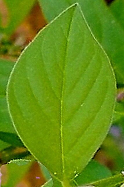 Asemeia martiana — related species from the same genus