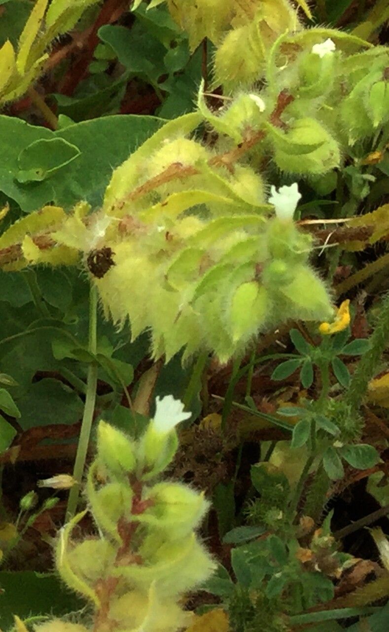 Nonea pulla flower