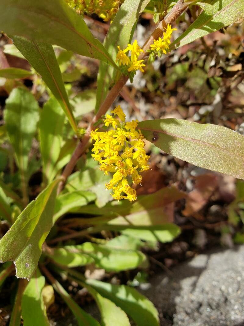 Solidago nemoralis flower