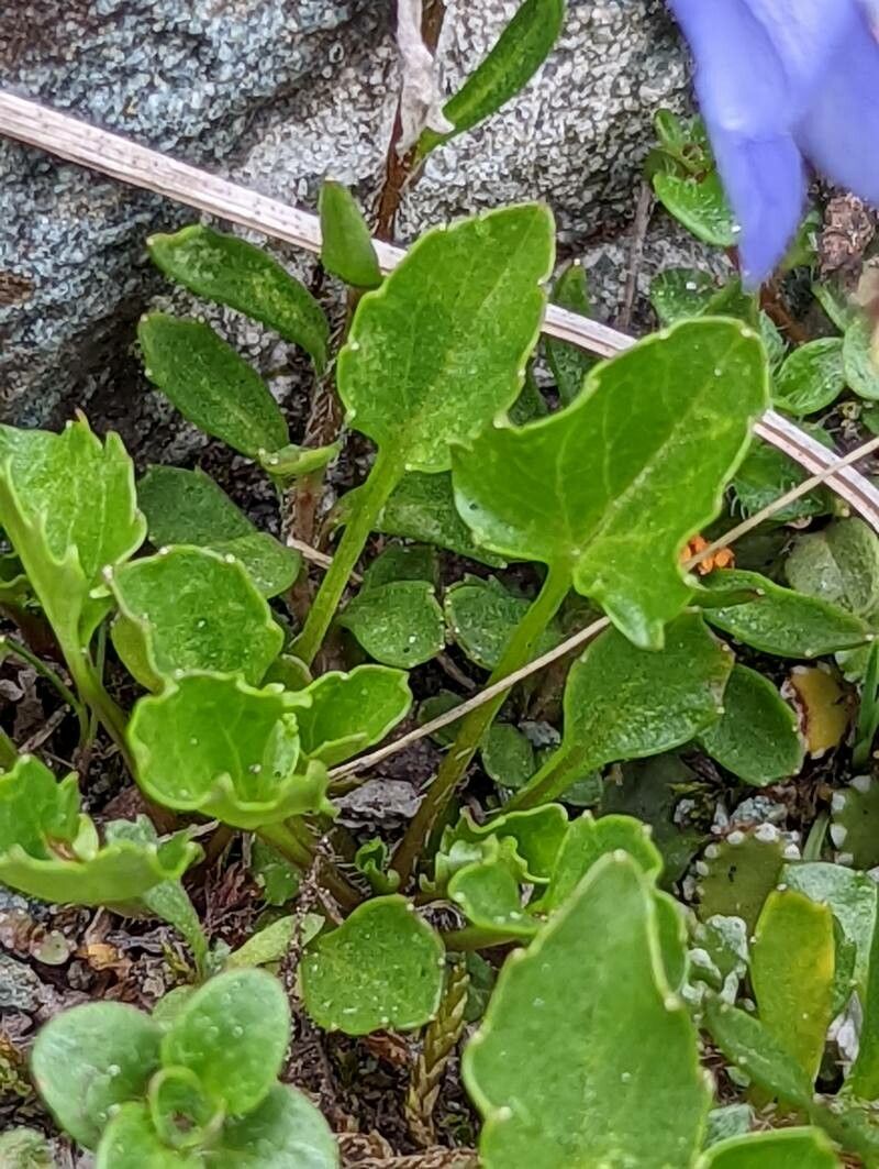 Campanula cochleariifolia — search result for 'Campanulaceae'