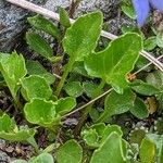 Campanula cochleariifolia