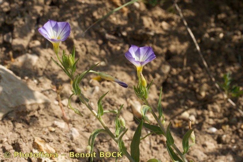Convolvulus meonanthus habit