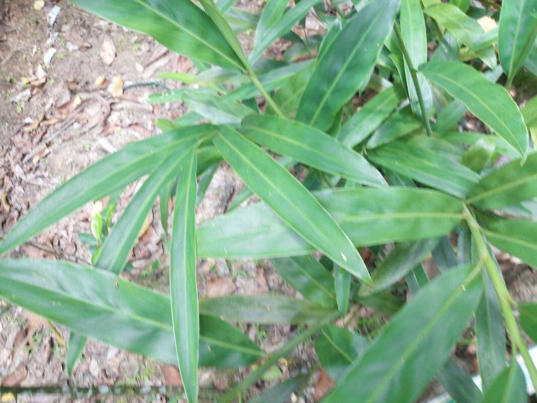 Alpinia galanga leaf