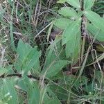 Saponaria officinalis