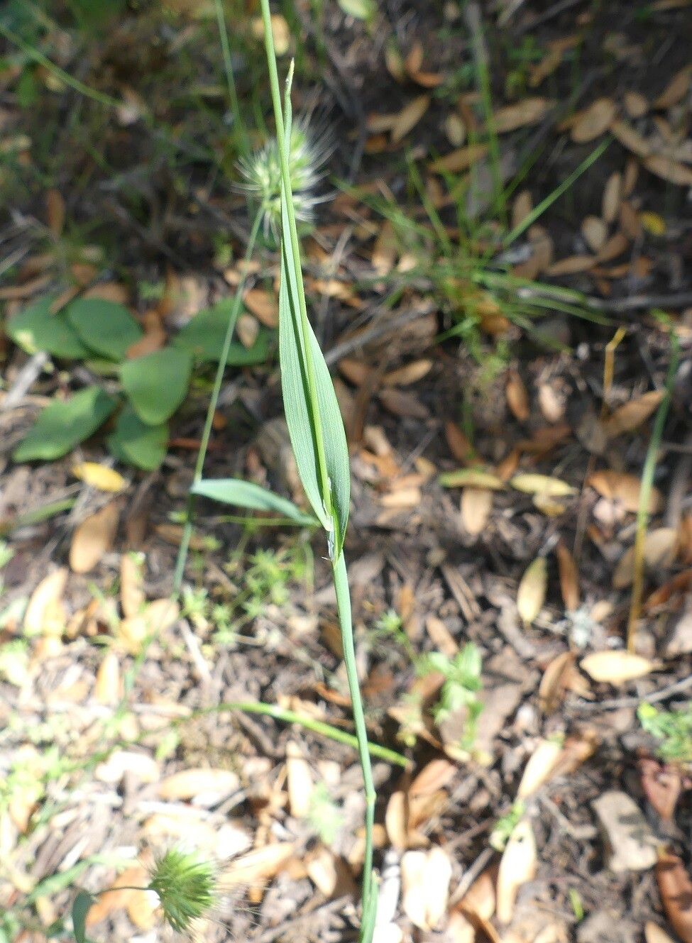 Cynosurus echinatus leaf