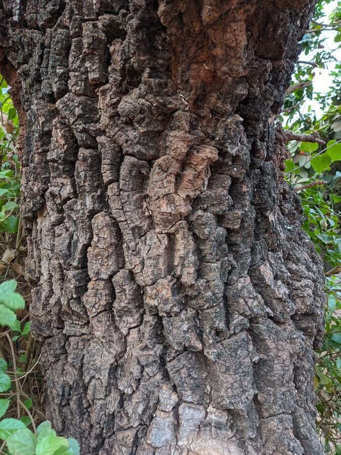 Vitellaria paradoxa bark