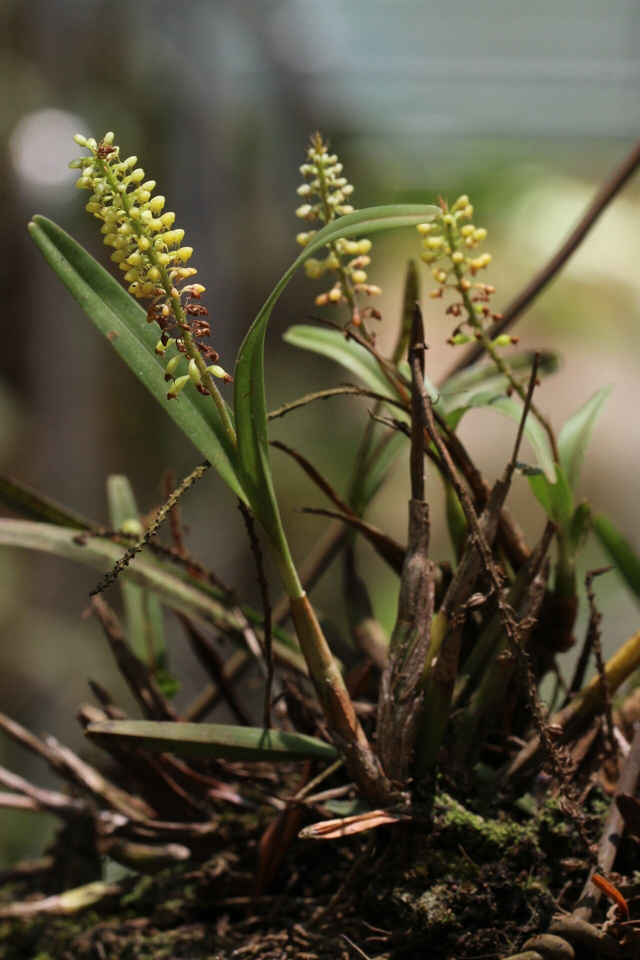 Polystachya stuhlmannii habit