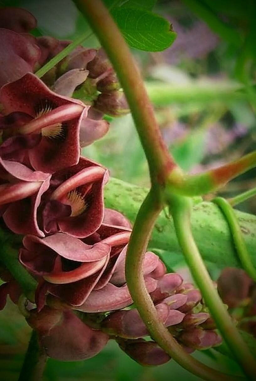 Apios americana flower