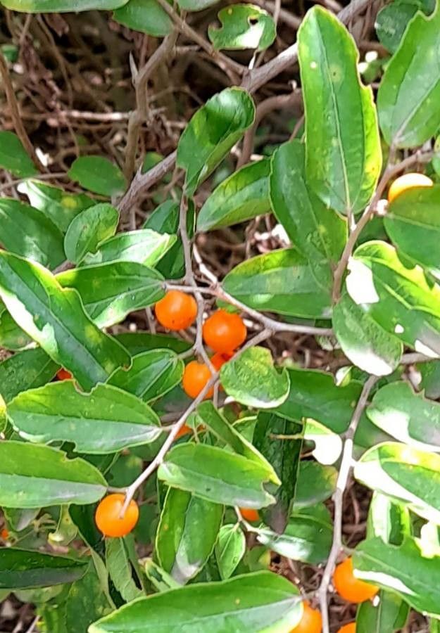 Celtis iguanaea fruit