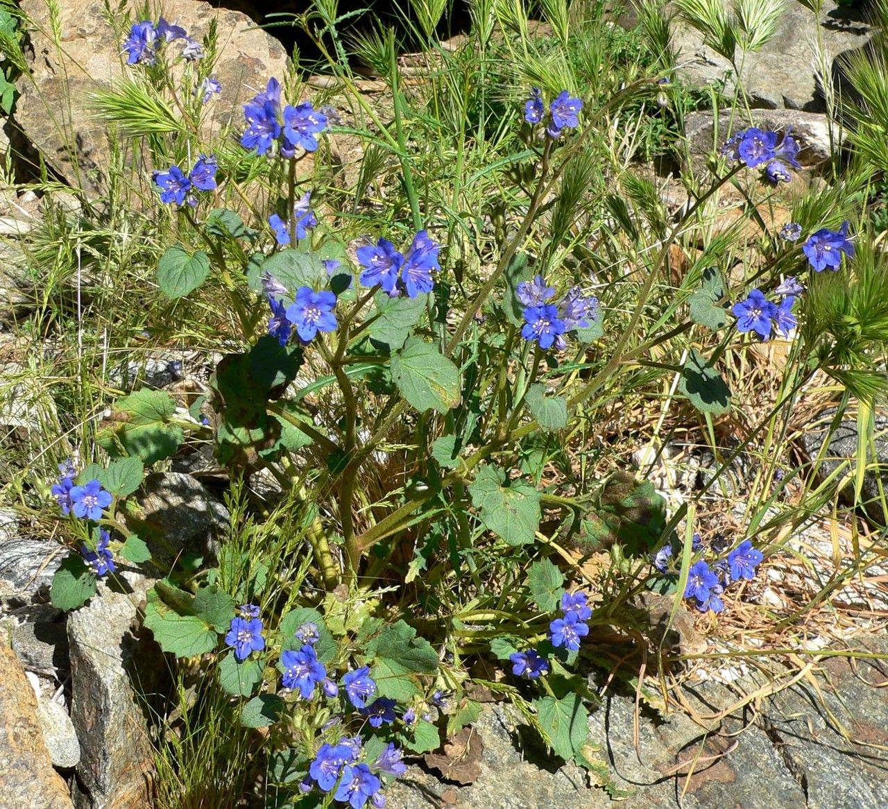 Phacelia parryi habit