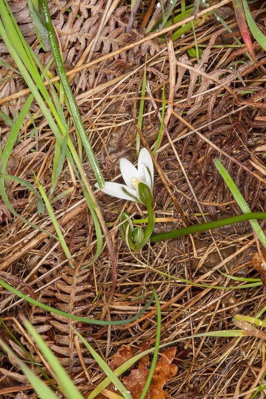 Ornithogalum corsicum habit