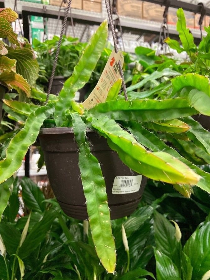 Selenicereus stenopterus — search result for 'Selenicereus'