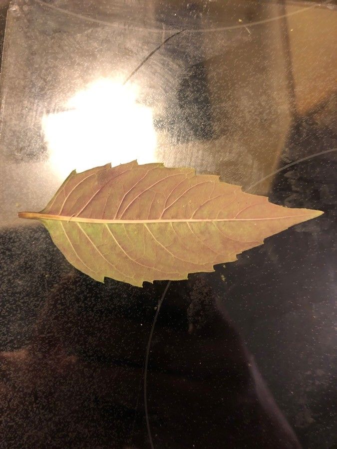 Lycopus virginicus leaf