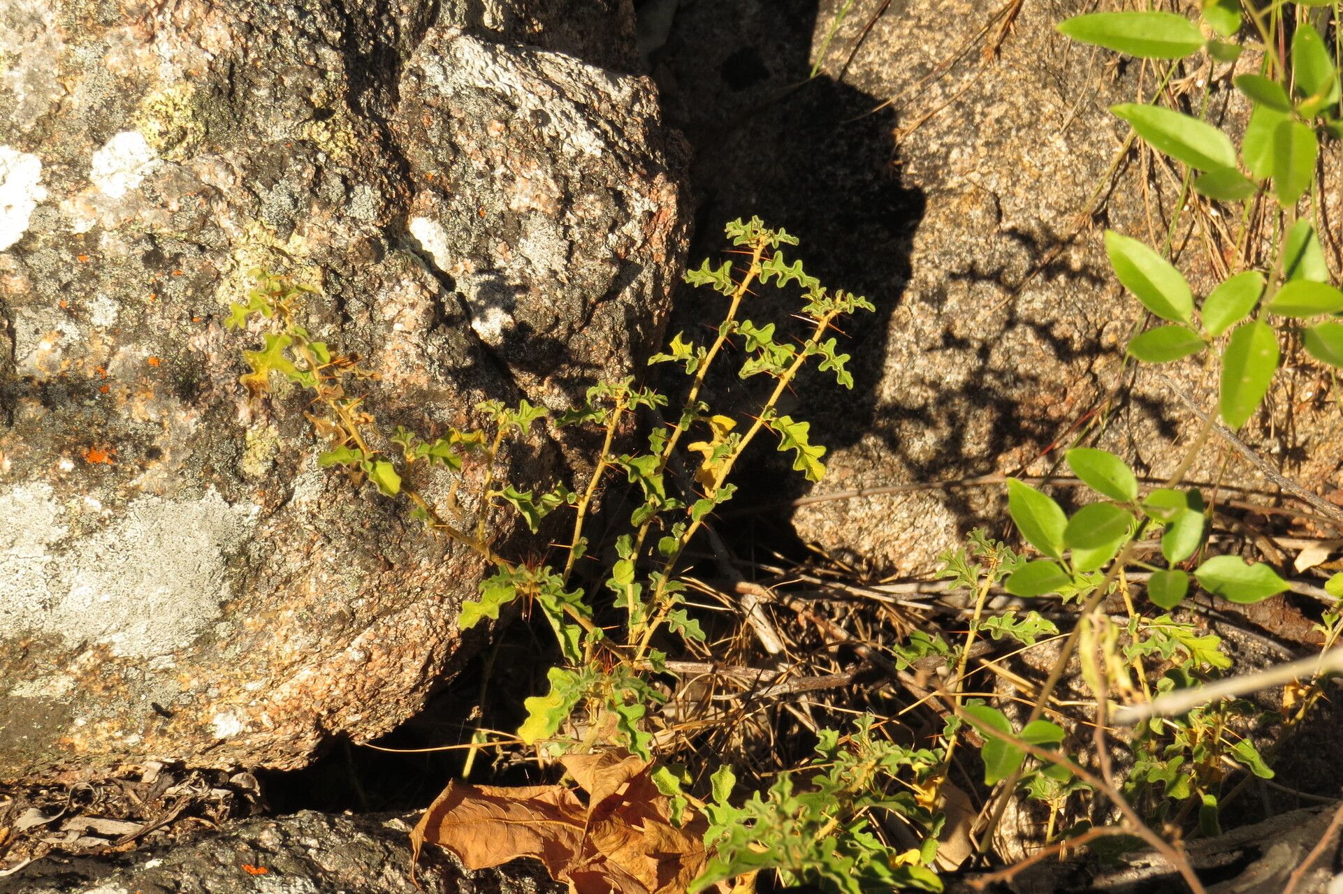 Solanum graniticum habit