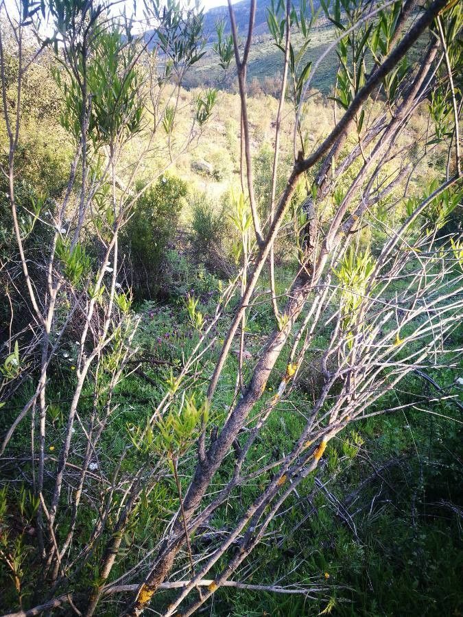 Erica lusitanica bark