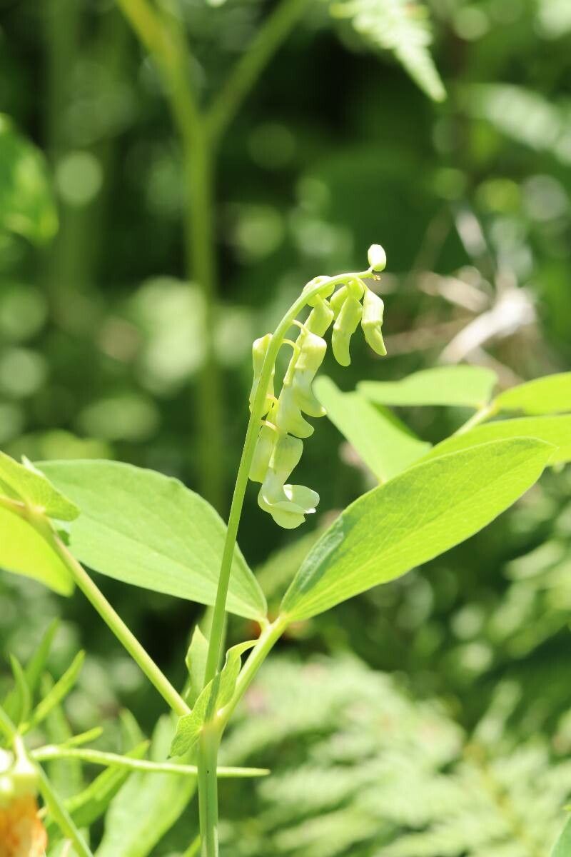 Lathyrus davidii — search result for 'Lathyrus'