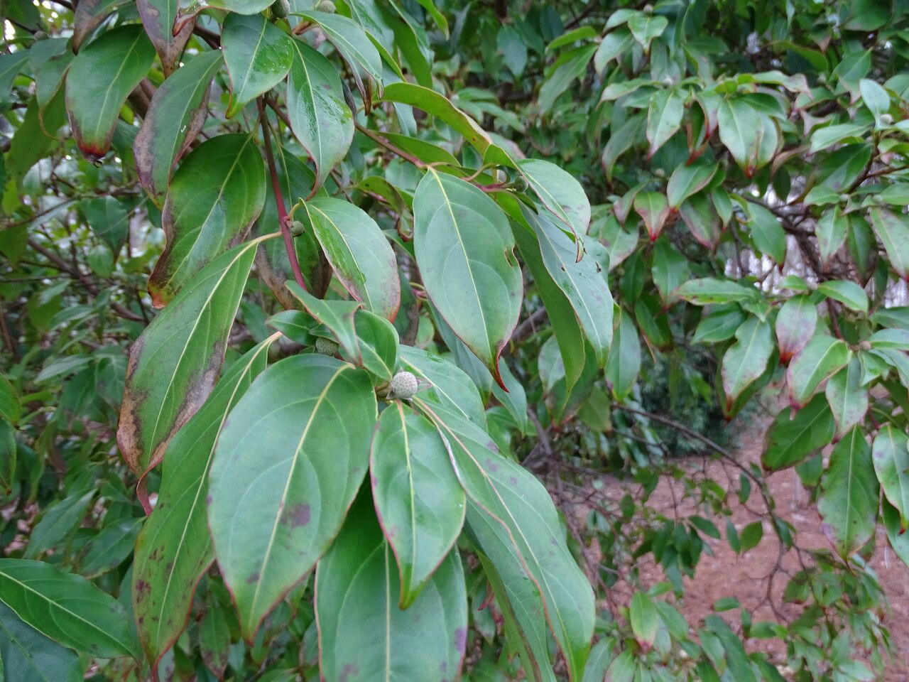 Cornus hongkongensis — search result for 'Laos'