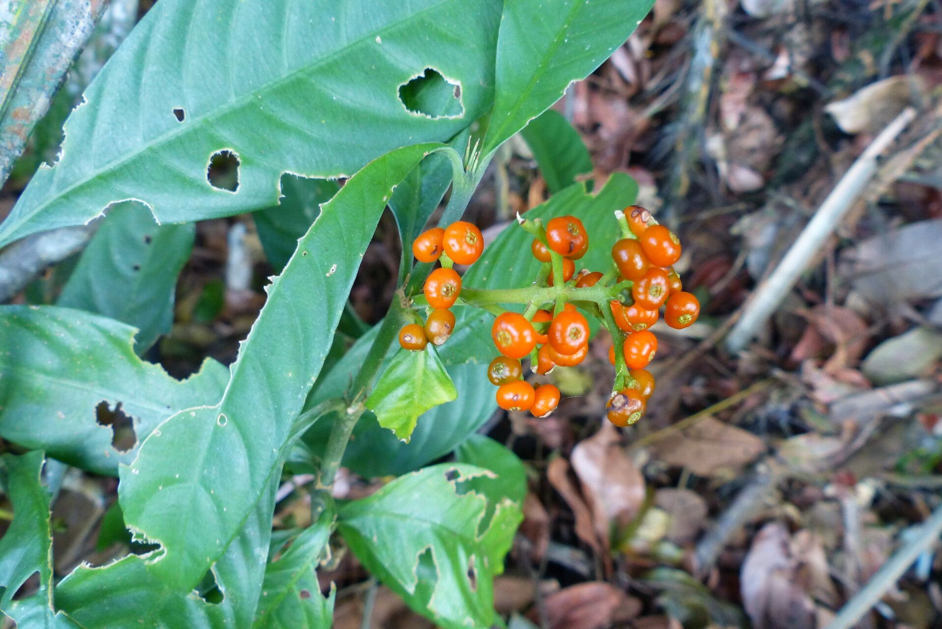 Palicourea racemosa fruit