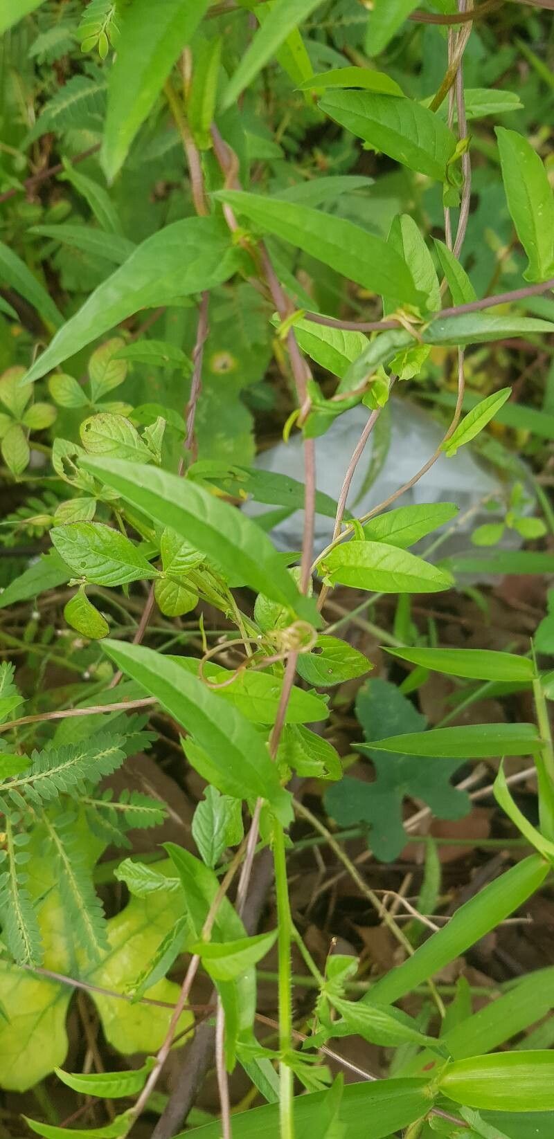 Xenostegia tridentata — houseplant care guide