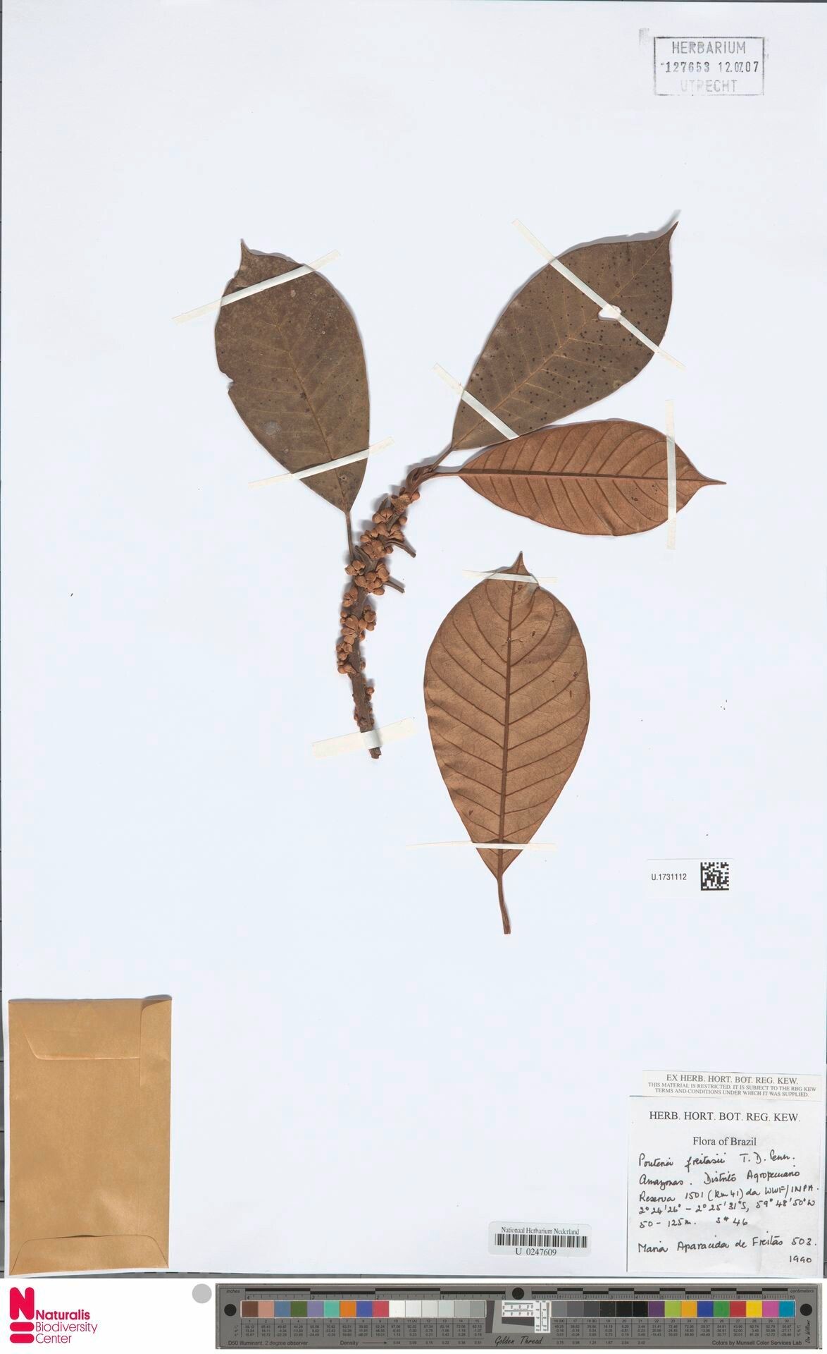 Pouteria freitasii — houseplant care guide