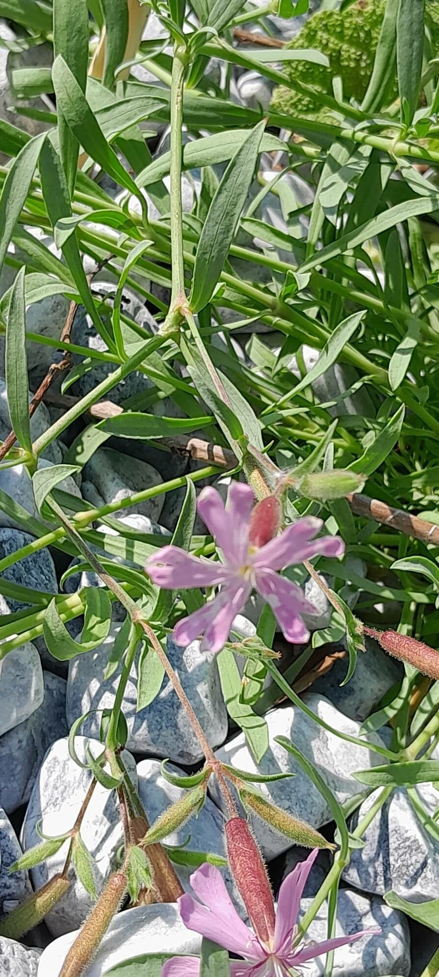 Saponaria sicula flower