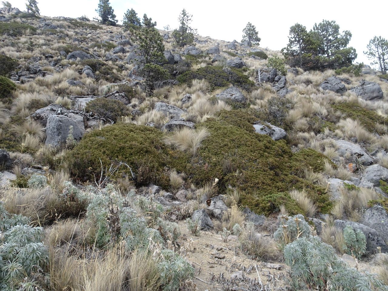 Juniperus monticola habit