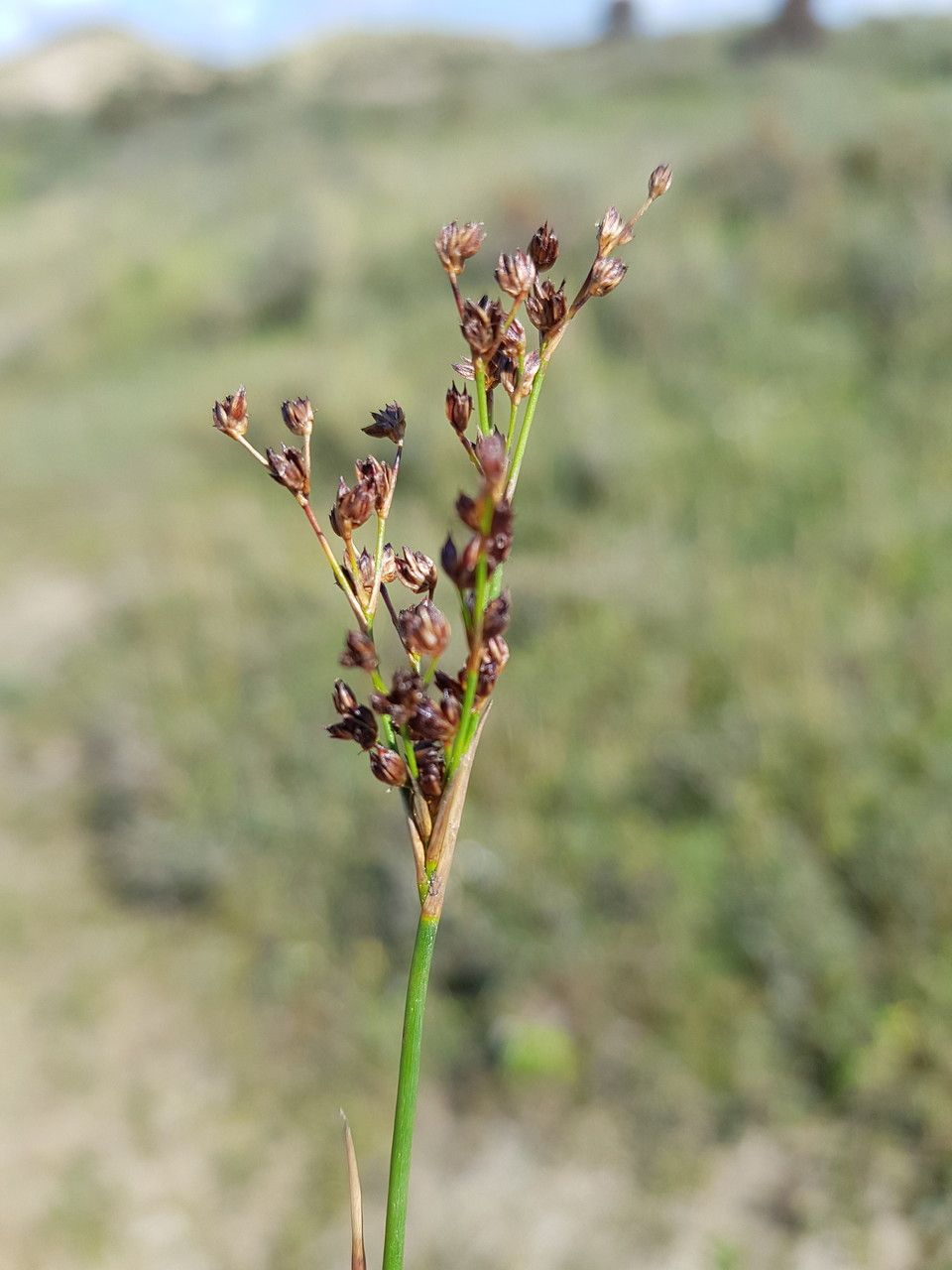 Juncus anceps fruit