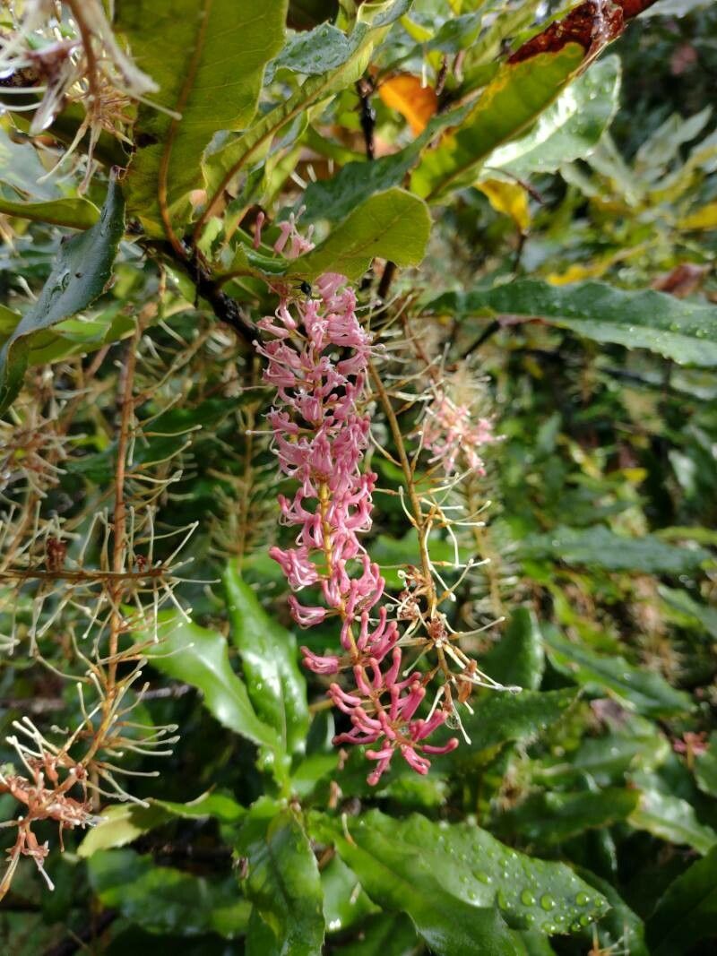 Macadamia tetraphylla flower