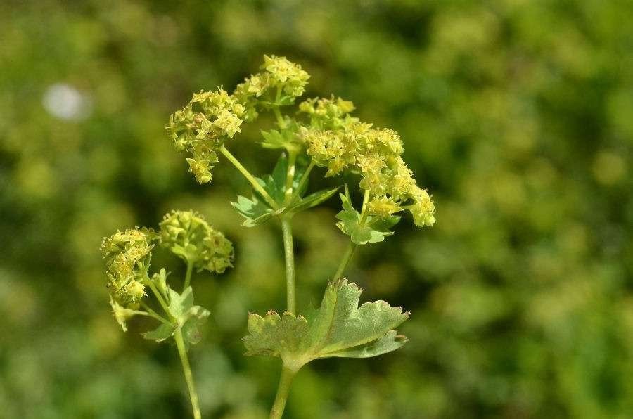 Alchemilla straminea flower