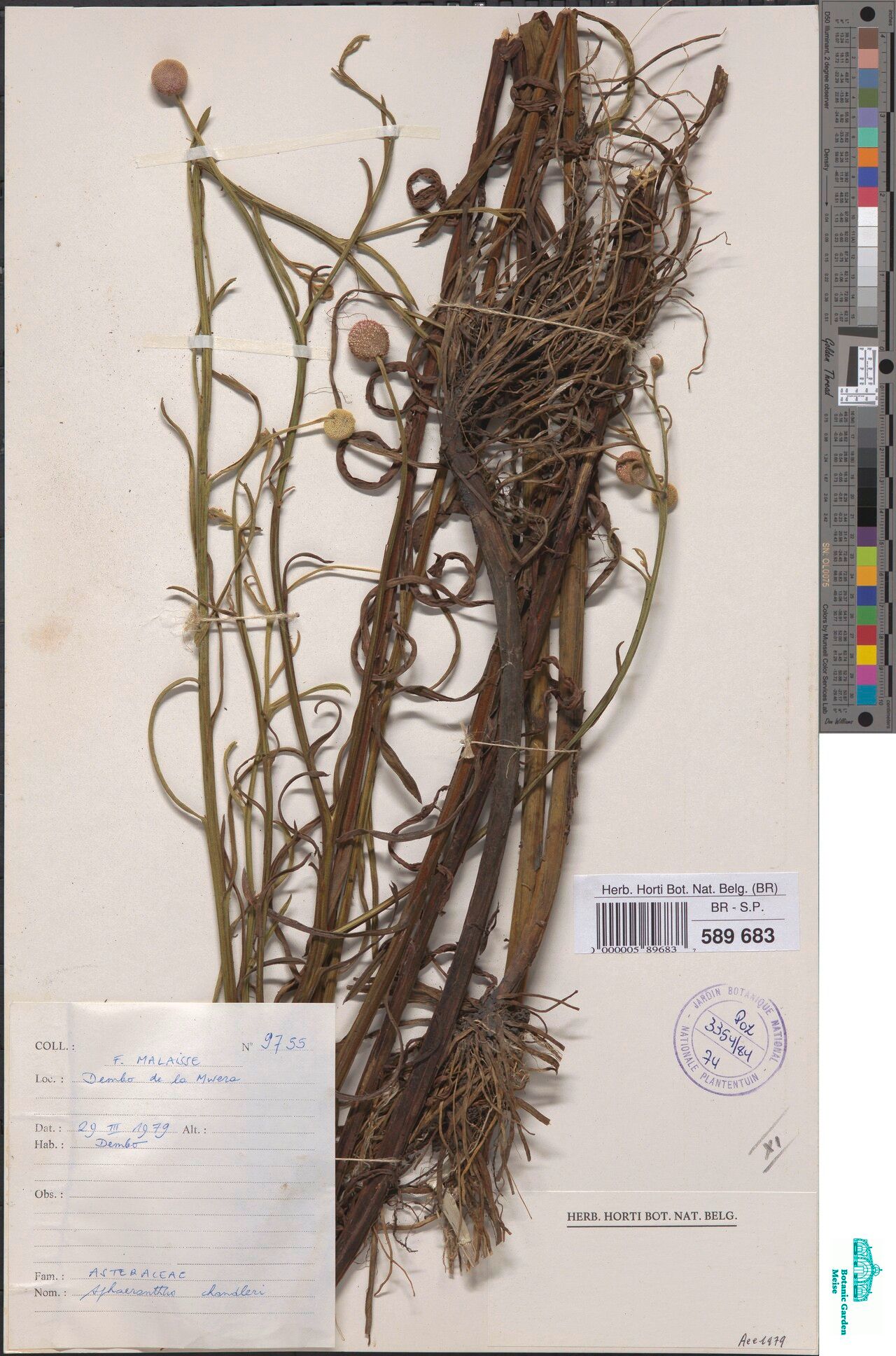 Sphaeranthus chandleri — related species from the same genus