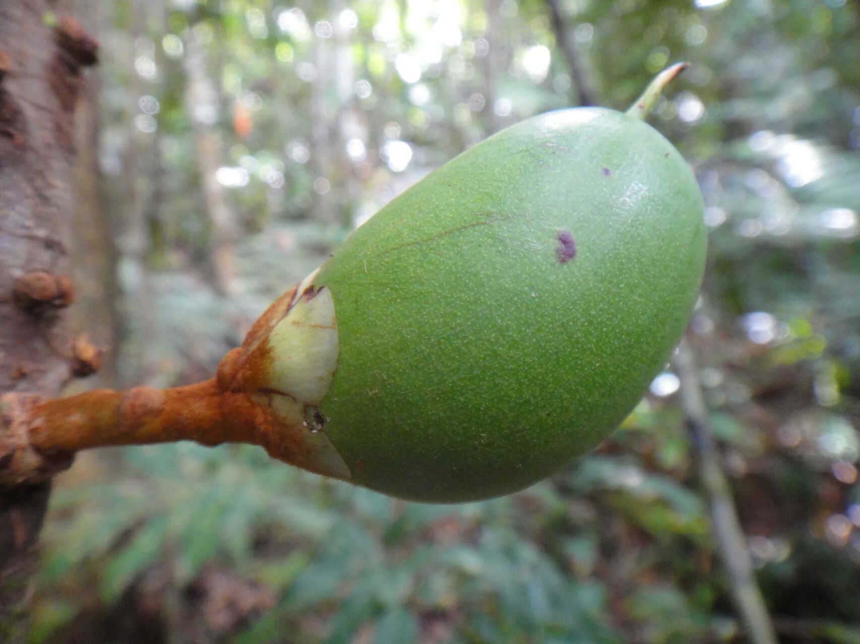 Pycnandra comptonii fruit
