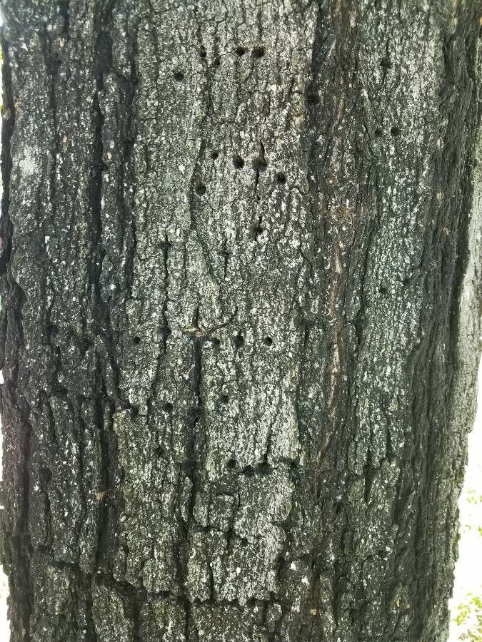Acer nigrum bark