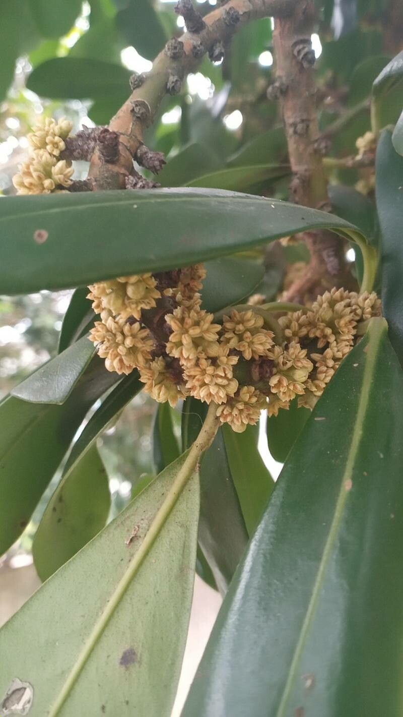 Myrsine guianensis flower