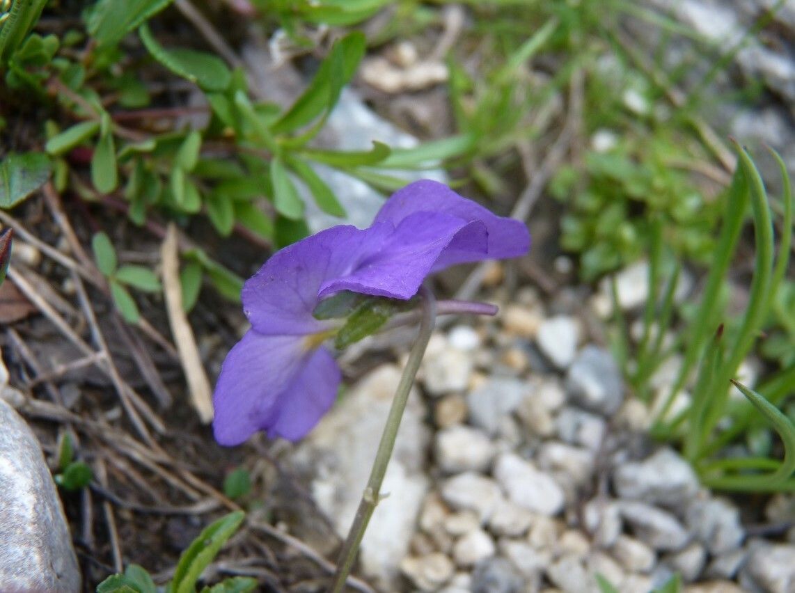 Viola calcarata bark