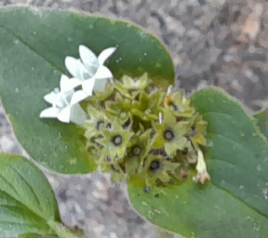 Richardia brasiliensis flower