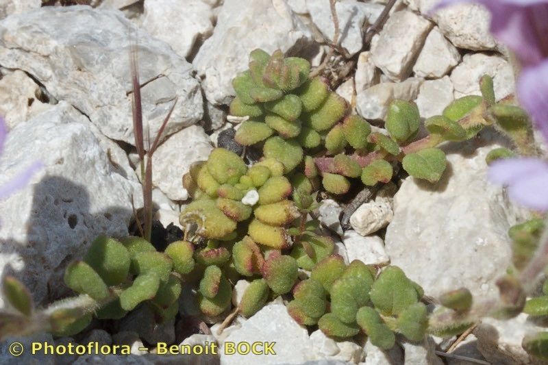 Chaenorhinum macropodum habit