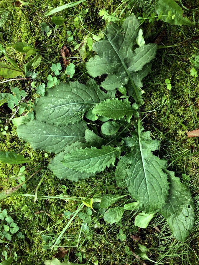 Carduus personata — search result for 'Carduus'