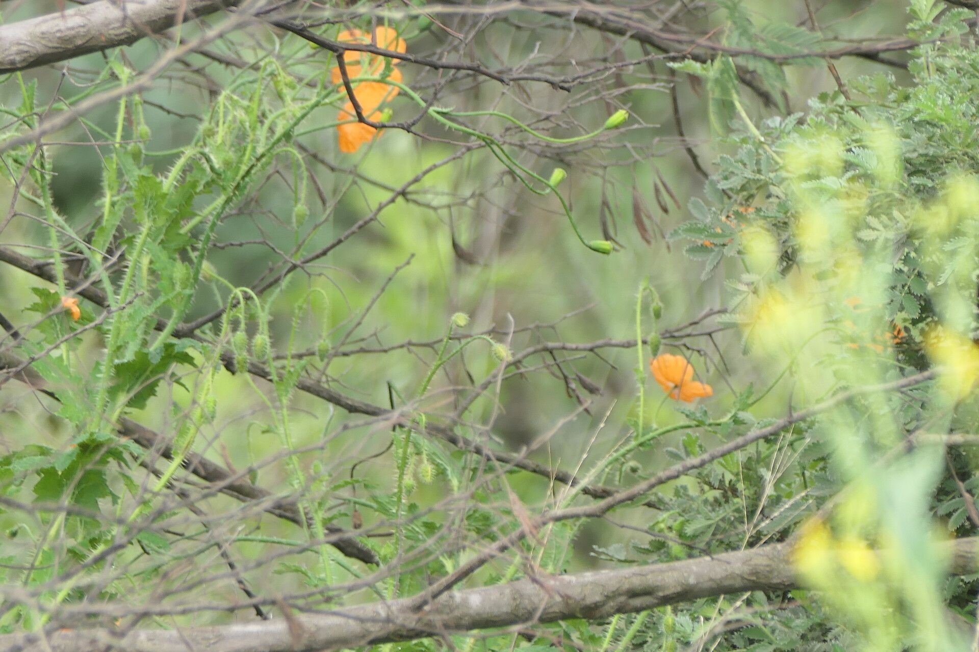 Papaver aculeatum habit