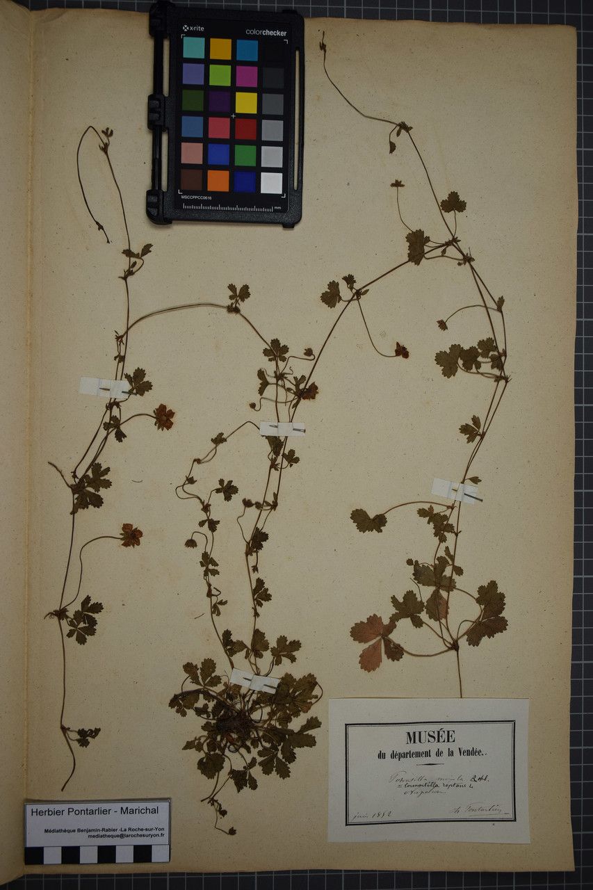 Potentilla × mixta — houseplant care guide