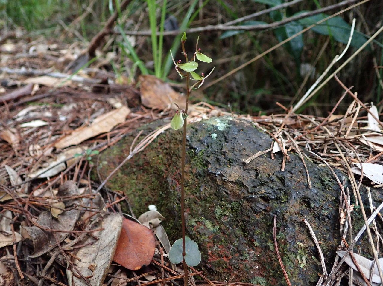 Acianthus confusus habit