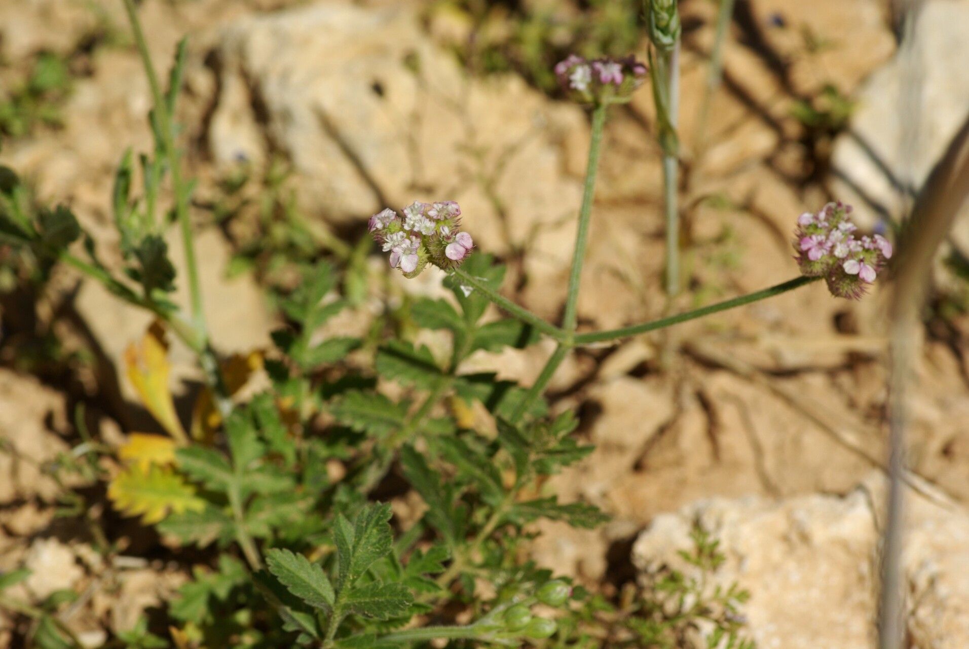 Turgenia latifolia flower