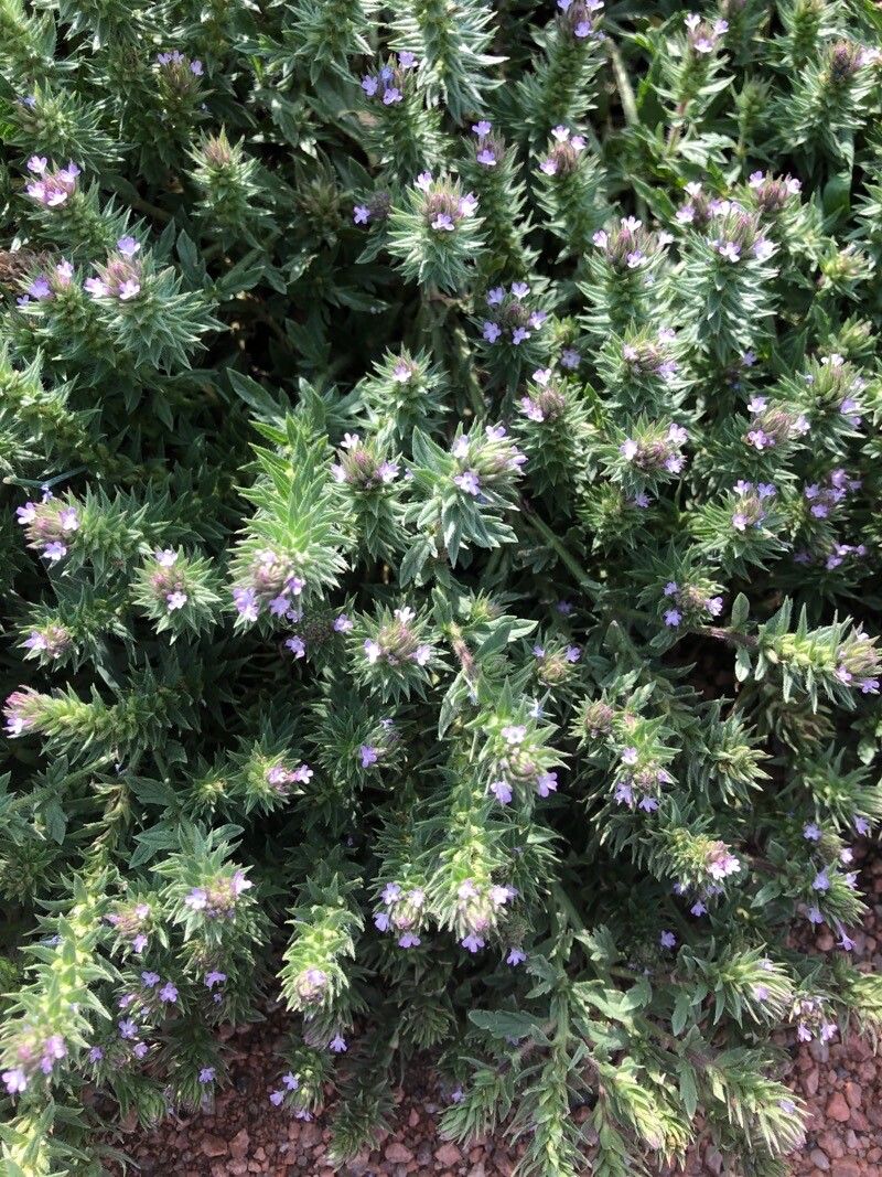 Verbena bracteata — houseplant care guide