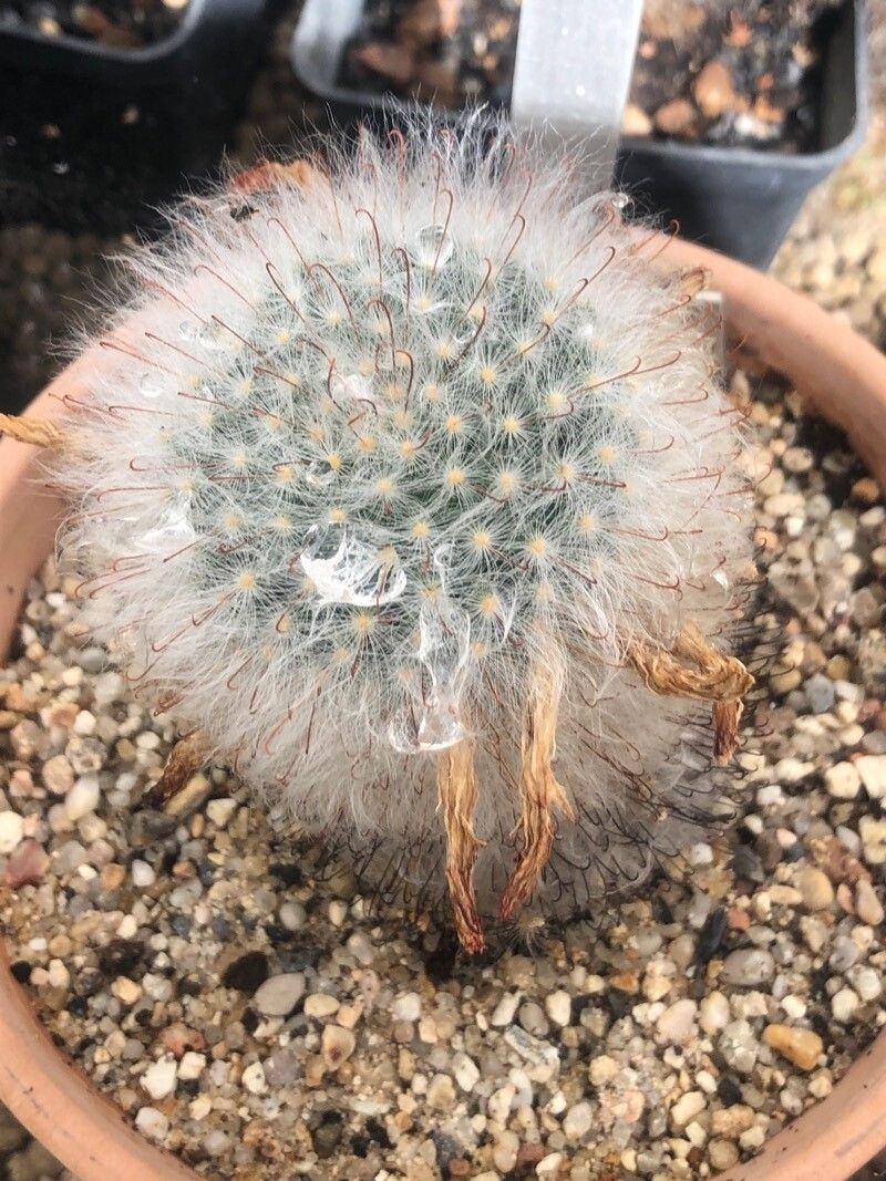 Mammillaria guelzowiana — houseplant care guide
