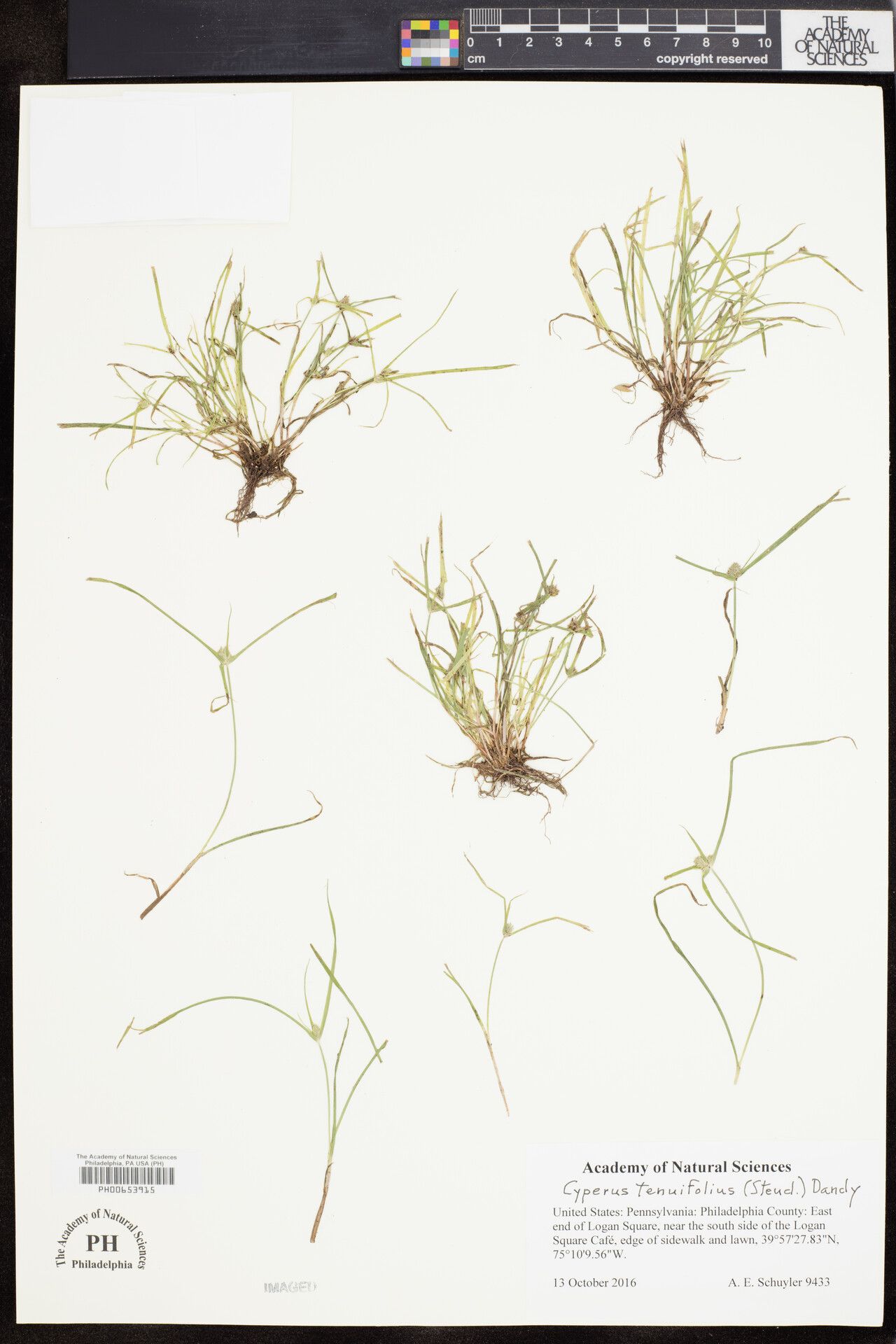 Cyperus tenuifolius — houseplant care guide