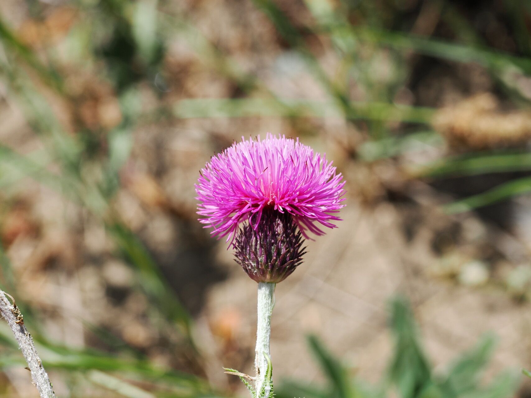 Carduus adpressus — related species from the same genus