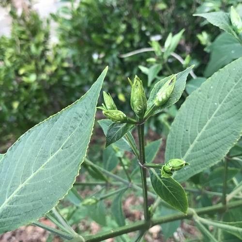 Eranthemum pulchellum bark