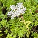 Sedum album